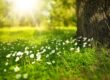 Sunlight shining on wildflowers and grass beside a large tree trunk in a green meadow.