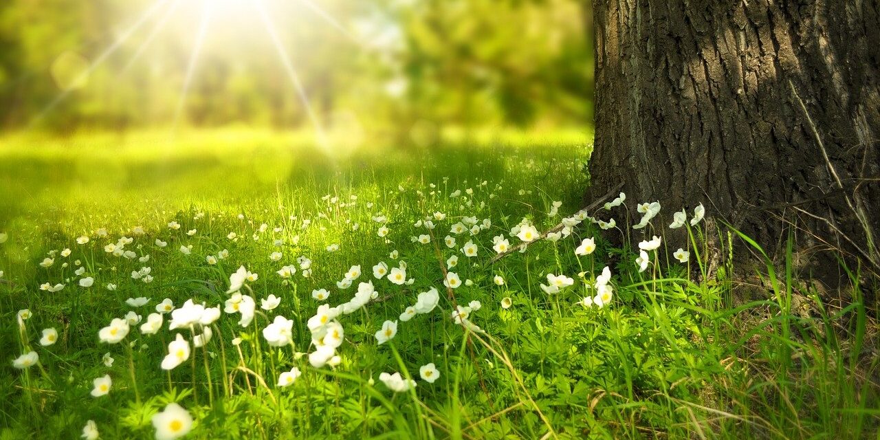 tree-276014_1280 Sunlight shining on wildflowers and grass beside a large tree trunk in a green meadow.
