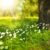Sunlight shining on wildflowers and grass beside a large tree trunk in a green meadow.