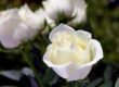 Close-up of a blooming white rose with green leaves and blurred white roses in the background.