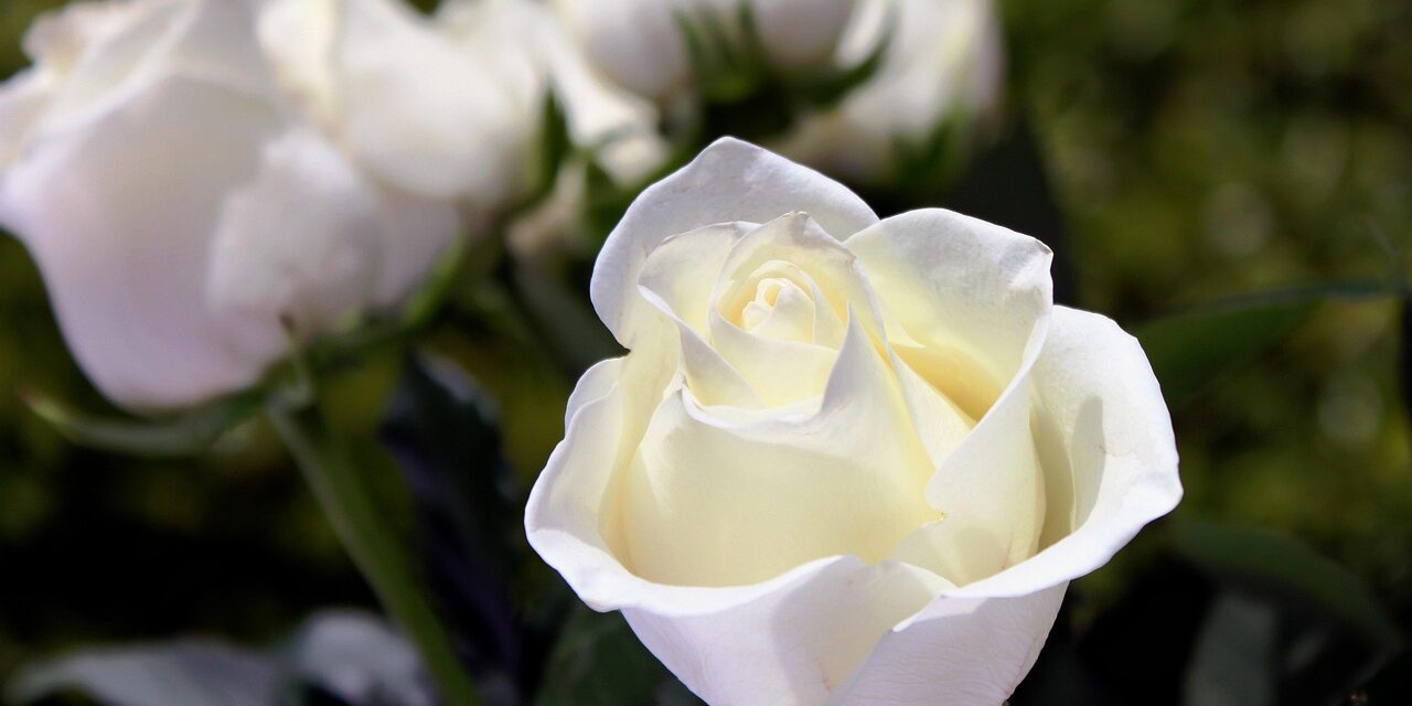 Close-up of a blooming white rose with green leaves and blurred white roses in the background.