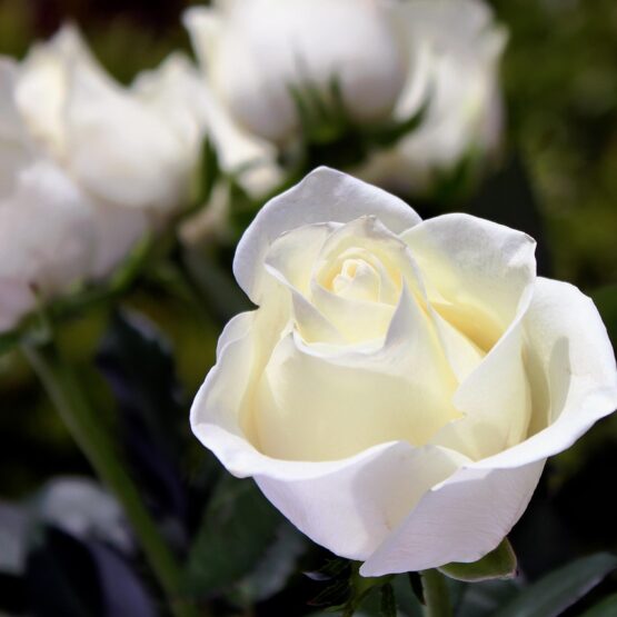 Close-up of a blooming white rose with green leaves and blurred white roses in the background.