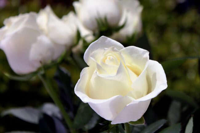Close-up of a blooming white rose with green leaves and blurred white roses in the background.